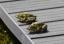 Ocho detenidos en una orgía en el centro de Barcelona frogs, propagation, mate