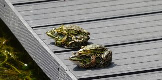 Ocho detenidos en una orgía en el centro de Barcelona frogs, propagation, mate