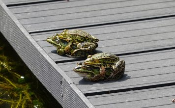 Ocho detenidos en una orgía en el centro de Barcelona frogs, propagation, mate