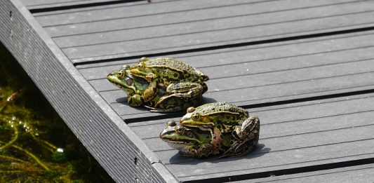 Ocho detenidos en una orgía en el centro de Barcelona frogs, propagation, mate