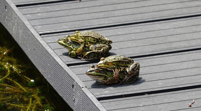 Ocho detenidos en una orgía en el centro de Barcelona frogs, propagation, mate